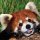 Pandacoloridoclass=