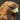 eaglesight1