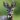 TongueDeer