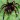 Spiders