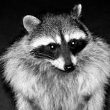 Un mapache le arranca el pene al agresor que intentaba violarlo (ENG)