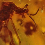 En Birmania hallan, conservado en ámbar, un antiguo insecto "monstruo" nunca antes observado: la mosca unicornio