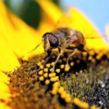 Yemen podría ser el primer país del mundo en quedarse sin agua [Eng]