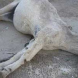 Matan a una burra a patadas y con un palo en el recto