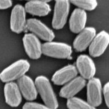 Descubren que las bacterias terrestres sobreviven en Marte