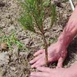 El hombre que plantó 50 mil árboles