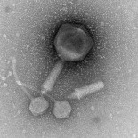 Científicos españoles identifican por primera vez miles de virus en la Antártida