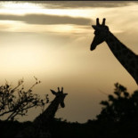 Jirafas se salvan de la extinción