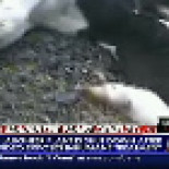 "Si fuera otro inspector os caería una buena multa" mientras despellejan vivo a un ternero