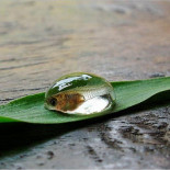 Atrapado en una gota