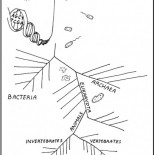 Artificial vs. natural