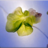 Las dos caras de las plantas transgénicas: las semillas Monsanto y el arroz dorado