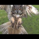 Lechuza en pleno aterrizaje (Slow Motion)