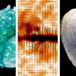 Descubren mutación asiática (y africana) que protege contra la malaria [ENG]