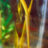 Un pez se come a sus propios hijos