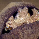 Descubren pulpos que usan cocos como escudos contra los depredadores