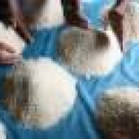 Crean tres tipos de arroz que podrían sobrevivir a las inundaciones