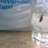 Una cucaracha en el vaso de agua del Hospital Ramón y Cajal