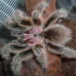 Descubren que lo que le estaba causando daños en los ojos eran pelos de araña