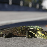 Iguanas "kamikazes" caen congeladas desde los árboles debido a la ola de frío