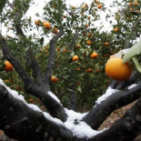 Secuestran a la hermana de Zaplana durante 12 horas en un campo de naranjos