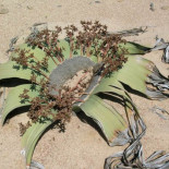 Planta ornitorrinco. La planta a la que le crecen dos hojas cada siglo