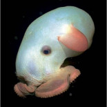 Los animales más desagradables del mundo