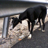 Atada al quitamiedos con pata, pubis y cadera fracturados