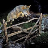 Retiran el premio a la foto del lobo del español José Luis Rodríguez