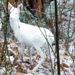 Se fotografía en Italia a una cría de corzo albino bautizado como "White Bambi"
