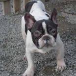 Empiezan a llegar bulldogs franceses a las protectoras