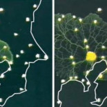 Un protozoo «ingeniero» capaz de diseñar una red de ferrocarriles