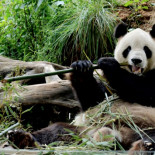 Los humanos fuimos una especie en peligro de extinción