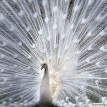 Cuando Dios se queda sin pintura: 26 animales albinos