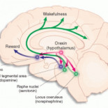 ¿Por qué tenemos sueño después de comer?