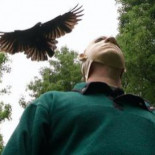 Los cuervos tienen la habilidad de reconocer rostros humanos individuales y guardar rencor por años