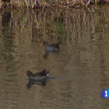 Nace el Centro Español de Humedales con el objetivo de proteger estos espacios amenazados
