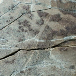 Fósil de 565 millones de años, hallado en Canadá, podría ser la primera evidencia de vida animal