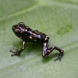 La rana que cambia de color de forma radical