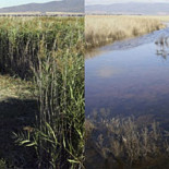 Las Tablas de Daimiel ya está completamente inundado