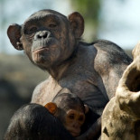 Punset: El cerebro no distingue entre dolor físico y emocional