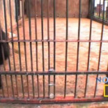 La inteligencia no es exclusivamente humana