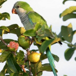 La cotorra argentina amenaza con convertirse en una plaga en Barcelona
