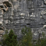 15 fotos de cabras haciendo el cabra