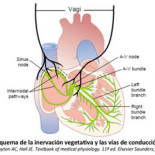 Reacción vagal