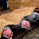 Japón ignorará cualquier prohibición de pesca de atún rojo