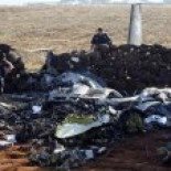 Hembras promiscuas garantizan supervivencia de las especies