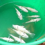 Cientos de peces “llueven”  en un pueblo del desierto de Australia  (Eng)