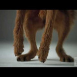 Anuncio de Pedigree® realizado con una cámara Phantom a 1000 fotogramas por segundo