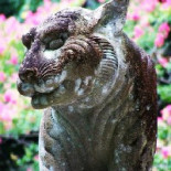 ¿Comer carne nos hizo inteligentes?